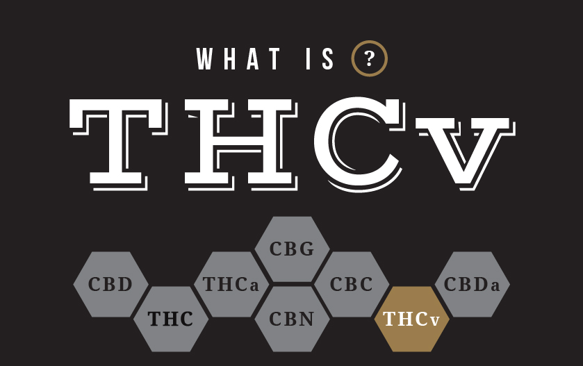 Is Thcv More Psychoactive Than Thc - Thcv|Thc|Effects|Cannabinoids|Cannabinoid|Cannabis|Cbd|Products|Strains|Research|Benefits|Receptors|Hemp|Studies|Doses|Cb1|Tetrahydrocannabivarin|People|Marijuana|Body|Plant|System|Plants|Side|Compound|Appetite|Study|Levels|Properties|Disease|Product|Users|Dose|Cbg|Drug|Health|Diabetes|Receptor|Effect|Cbn|Psychoactive Effects|Weight Loss|Thcv Products|Cb1 Receptors|Cb2 Receptors|High Doses|United States|Potential Benefits|Endocannabinoid System|Cannabis Plants|Molecular Structure|Cannabis Plant|Nervous System|Cannabinoid Receptors|Animal Studies|Cb1 Receptor|Low Doses|Psychoactive Properties|Delta-8 Thc|Different Effects|Early Stages|Hemp Plants|Side Effects|View Abstract|Farm Bill|Large Doses|Federal Level|Minor Cannabinoid|Minor Cannabinoids|Appetite Suppressant